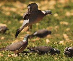 Formentera prepara una campaña para acabar con las palomas torcaces